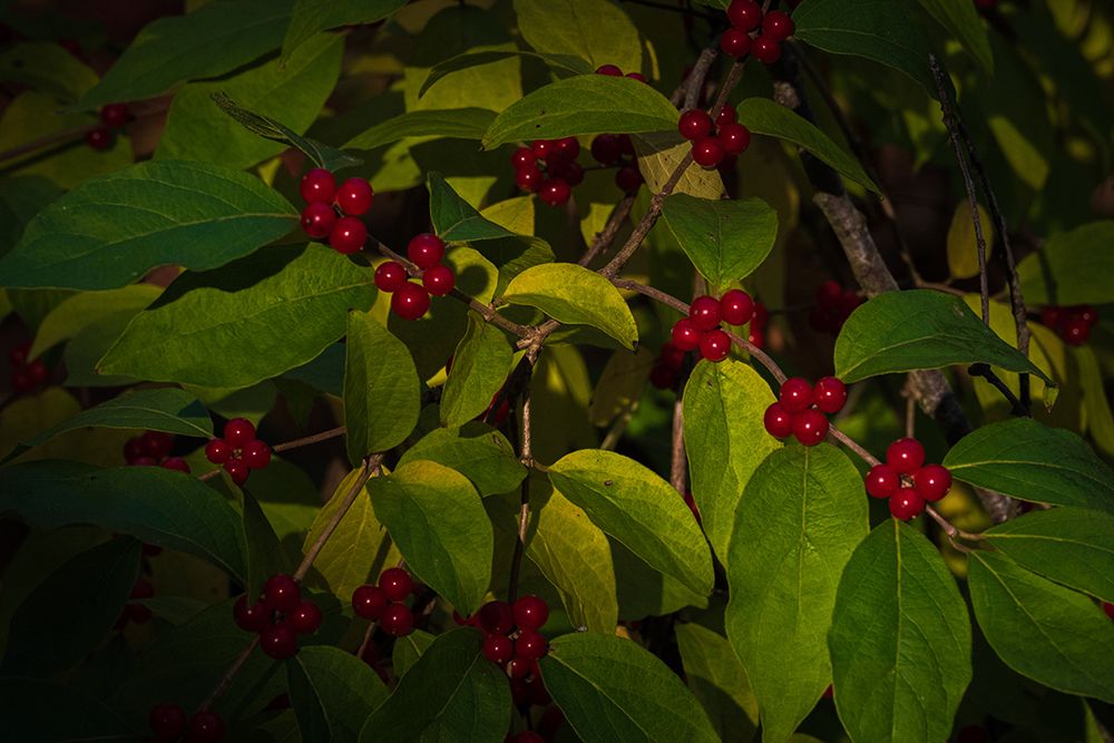 USA-New Jersey-Cape May Close-up of green leaves and red berries art print by Jaynes Gallery for $57.95 CAD